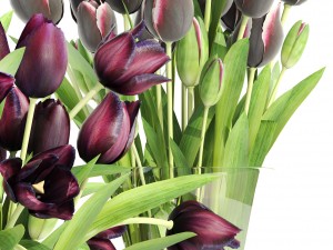 bouquet of tulips 3 pieces 3D Model