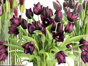 bouquet of tulips 3 pieces 3D Model
