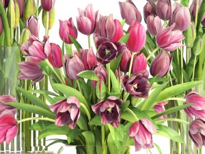 bouquet of tulips 3 pieces 3D Modell