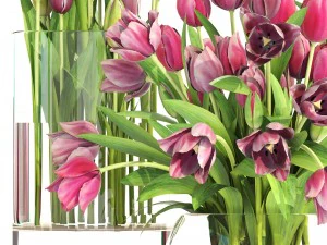 bouquet of tulips 3 pieces 3D Model