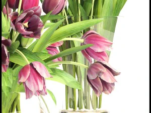bouquet of tulips 3 pieces 3D Model