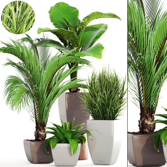 collection plants 3D Модель .c4d .max .obj .3ds .fbx .stl .blend 