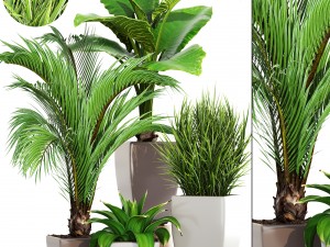 collection plants Modèle 3D