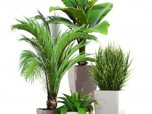 collection plants 3D Модель