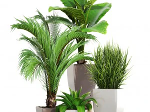 collection plants 3D Model