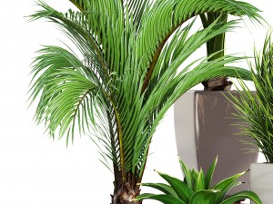 collection plants 3D Модель