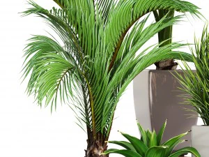 collection plants 3D Model