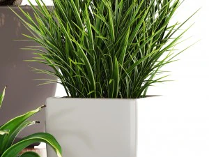 collection plants 3D Model