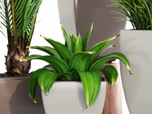 collection plants 3D Model