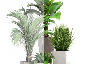 collection plants 3D Model
