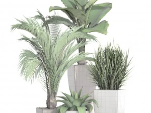 collection plants 3D Model