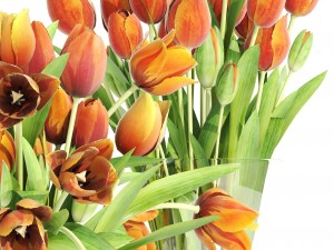 bouquet of tulips set 3D मॉडल