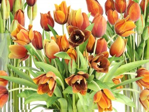 bouquet of tulips set 3D मॉडल