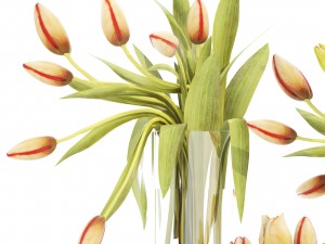bouquet of tulips set 3D Model