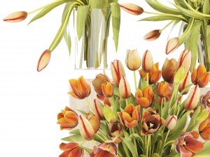 bouquet of tulips set 3D Model
