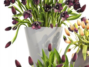 tulips 3D Model