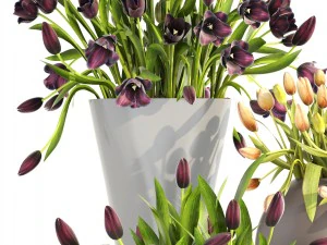 tulips 3D Model