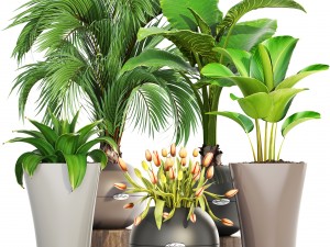 collection plants 3D-Modell