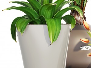 collection plants Modelo 3D