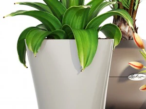 collection plants 3D Model
