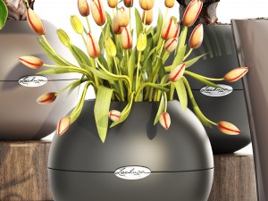 collection plants Modelo 3D