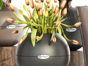 collection plants 3D Model