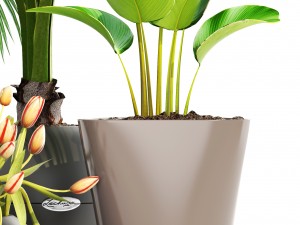 collection plants Modelo 3D