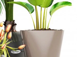 collection plants 3D Model