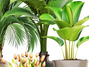collection plants 3D Model