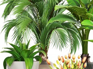collection plants 3D Model