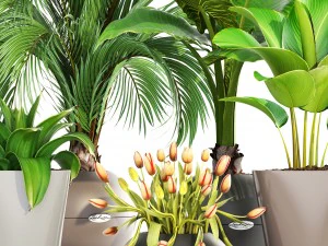collection plants 3D Model