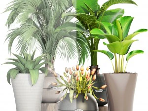 collection plants 3D Model