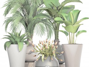 collection plants Modelo 3D
