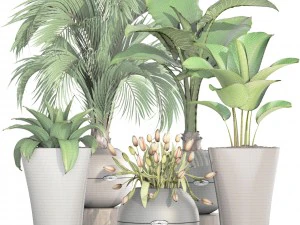 collection plants 3D Model