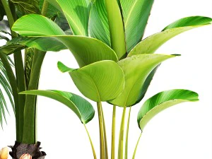 collection plants 3D Model