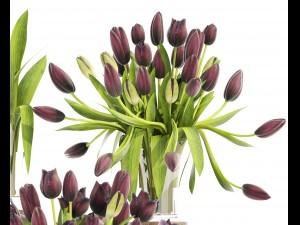bouquet of tulips Modelo 3D