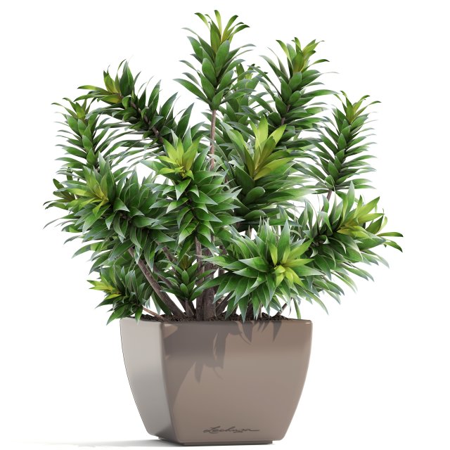 dracaena tree 3D Модель .c4d .max .obj .3ds .fbx .stl .blend 
