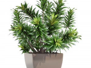 dracaena tree 3D Model
