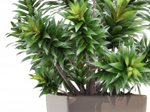 dracaena tree 3D Модель
