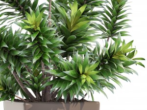 dracaena tree 3D Модель