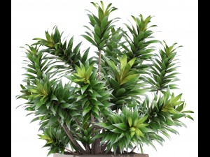 dracaena tree 3D Модель
