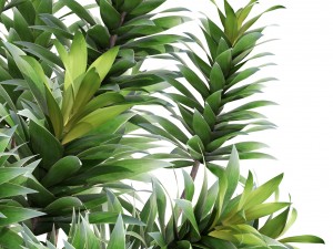 dracaena tree 3D Модель