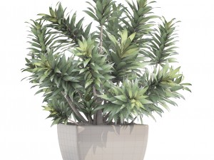 dracaena tree 3D Модель