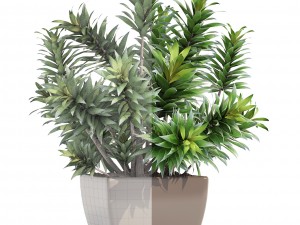 dracaena tree 3D Модель