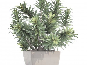dracaena tree 3D Модель