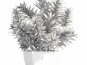 dracaena tree 3D Модель