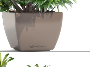 dracaena tree 3D Модель