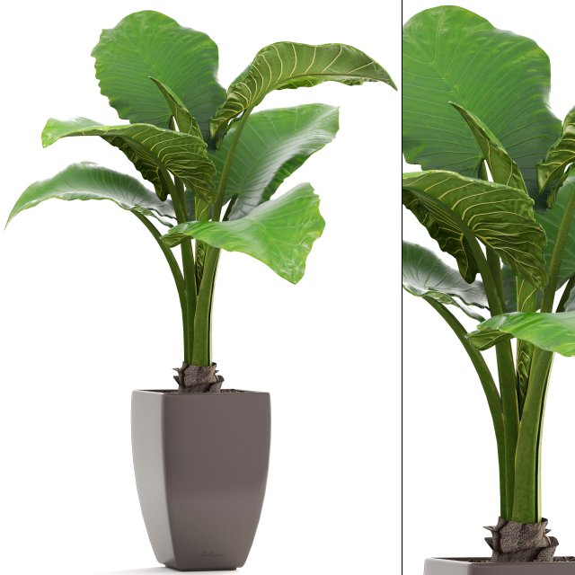 alocasia macrorrhiza Model 3D .c4d .max .obj .3ds .fbx .stl .blend 
