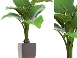 alocasia macrorrhiza 3D Model