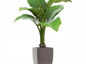 alocasia macrorrhiza 3D Model